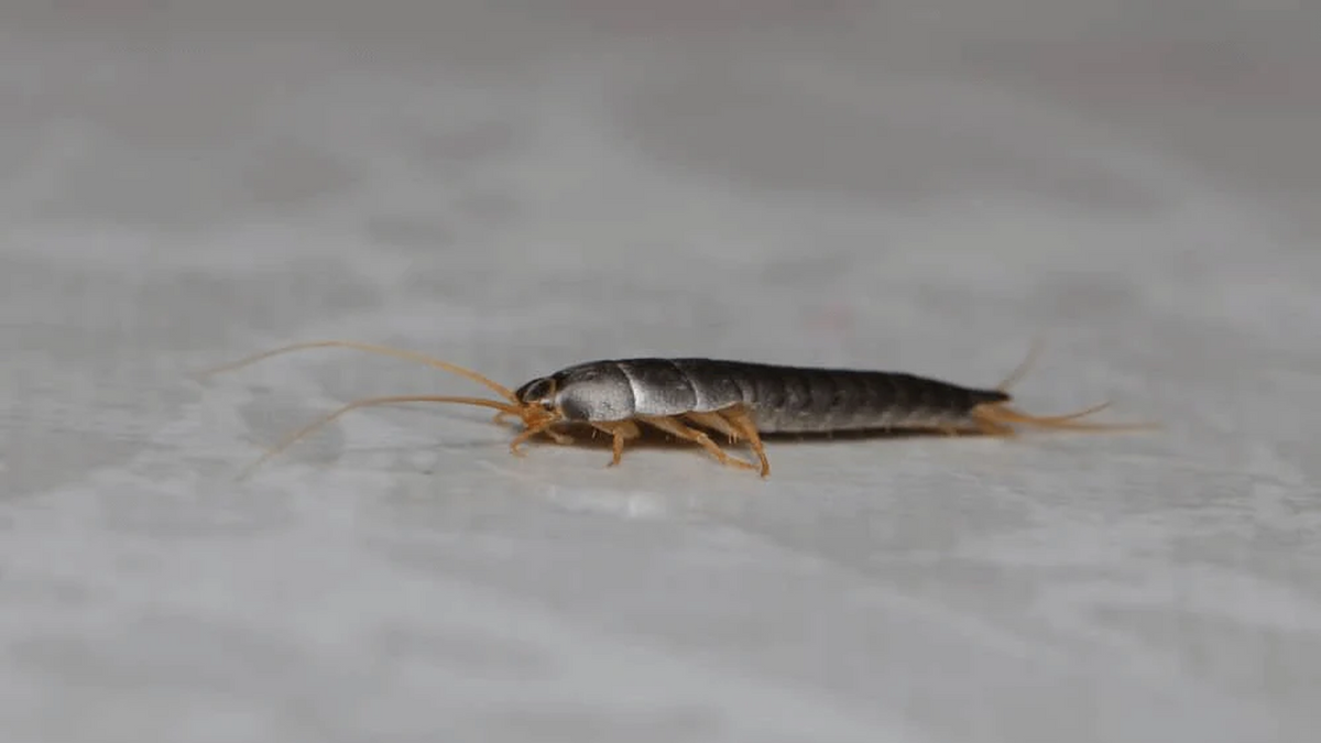 Do LED Lights Attract Silverfish?