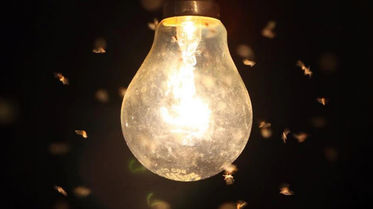 Outdoor Lights That Don't Attract Bugs