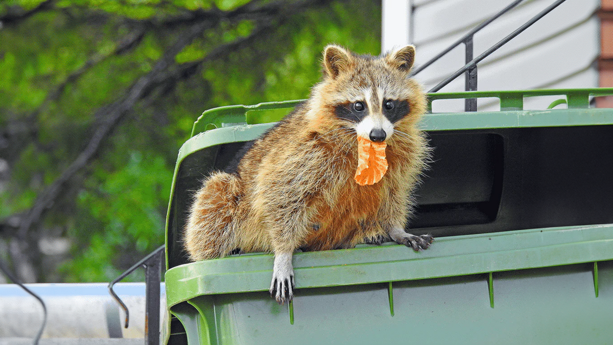 Light Raccoons Will Outdoor Lights Keep Raccoons Away? – LeonLite
